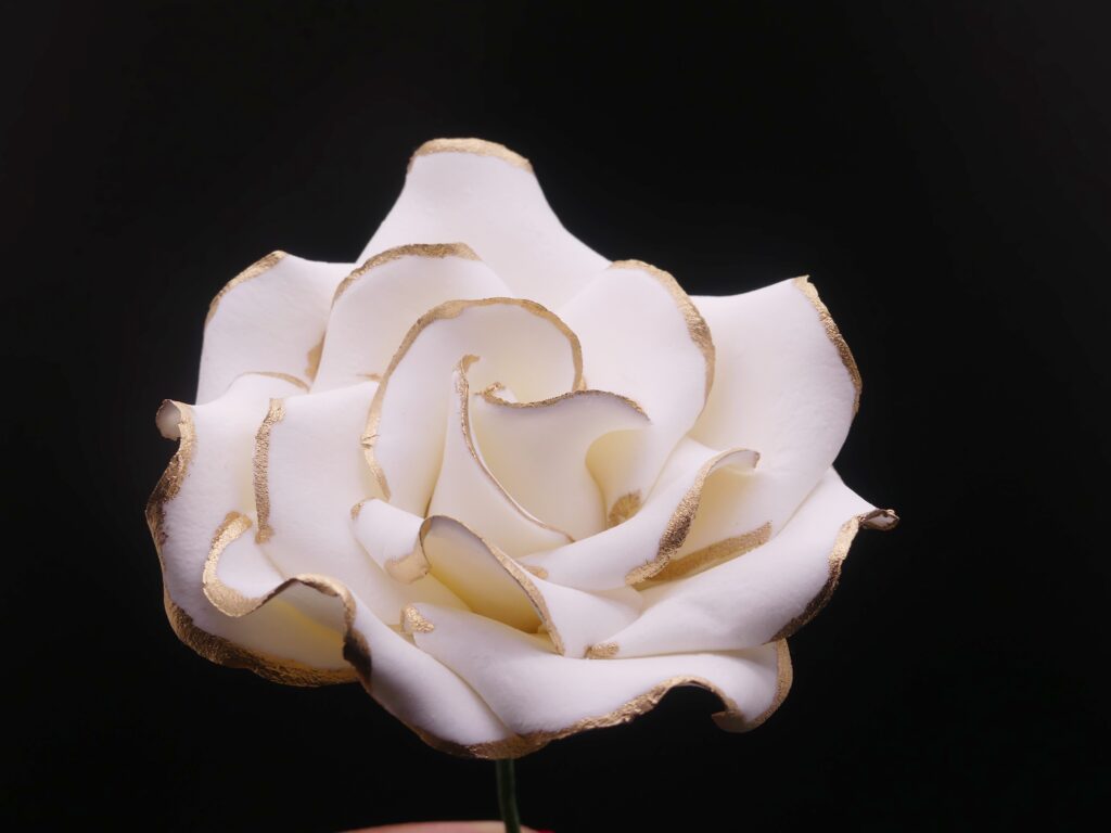 White rose with gold trim
