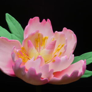 Open bloom of a pink colored peony with green leaves.
