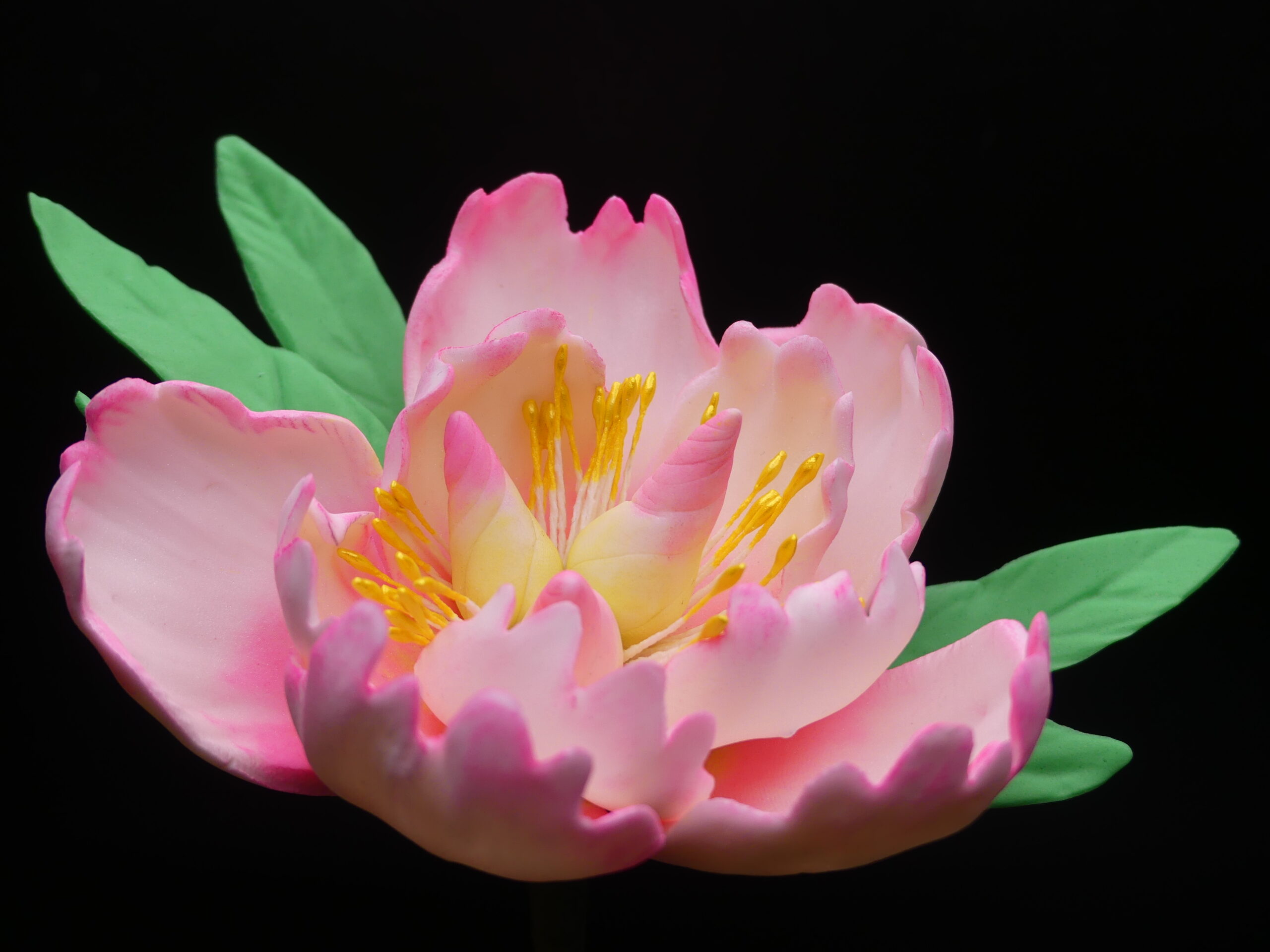 Open bloom of a pink colored peony with green leaves.